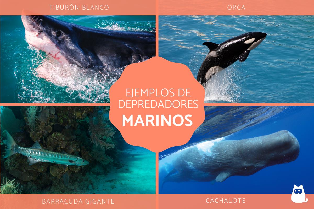 Depredadores marinos - Ejemplos y características