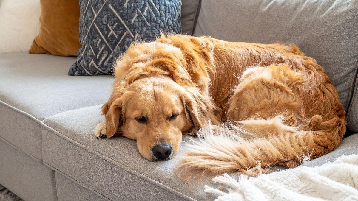 ¿Es buena idea tener un golden retriever en un piso? Lo que nadie te cuenta