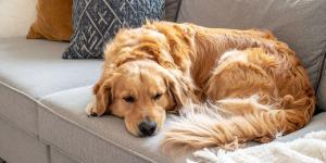 ¿Es buena idea tener un golden retriever en un piso? Lo que nadie te cuenta
