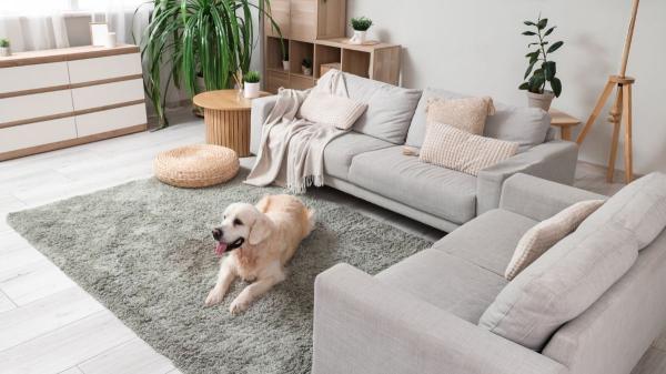 ¿Es buena idea tener un golden retriever en un piso? Lo que nadie te cuenta - ¿Qué tener en cuenta antes de tener un golden retriever en un piso?