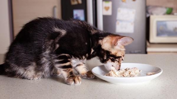 Mucho más que la leche: los alimentos que tu gato ama y son un riesgo para su salud (explicado por veterinaria) - Atún en lata: el peligro invisible que no sabías que daña su salud
