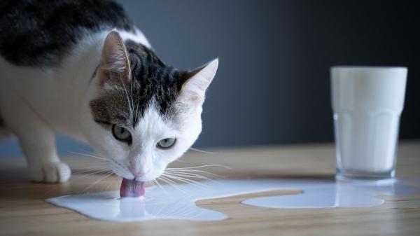 Mucho más que la leche: los alimentos que tu gato ama y son un riesgo para su salud (explicado por veterinaria) - ¿Leche para el gato? El mito más peligroso de su dieta