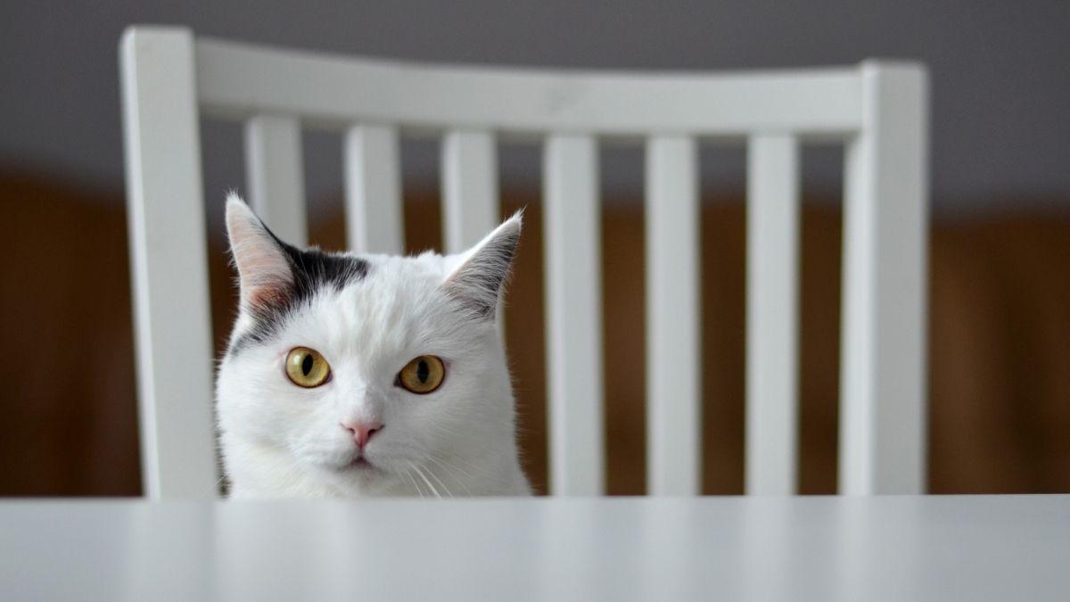 Mucho más que la leche: los alimentos que tu gato ama y son un riesgo para su salud (explicado por veterinaria)