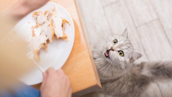 Mucho más que la leche: los alimentos que tu gato ama y son un riesgo para su salud (explicado por veterinaria) - Pollo frito y carne sazonada: les encantan pero pueden ser muy dañinos