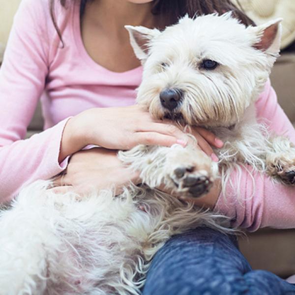 las picaduras de garrapatas dejan costras en los perros