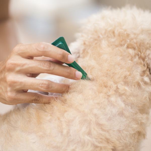 se puede bañar a un perro despues de aplicar revolution