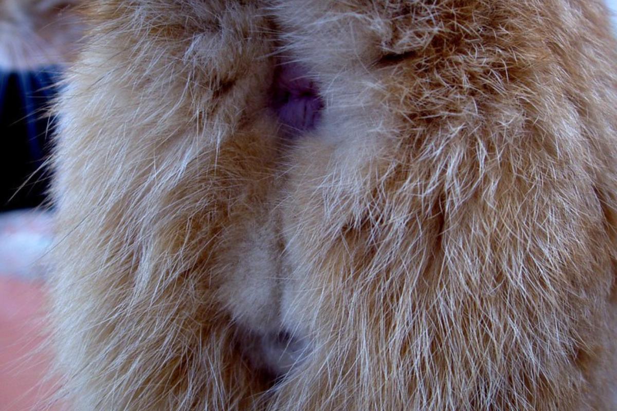 ¿Cómo saber si un gato es hembra o macho?