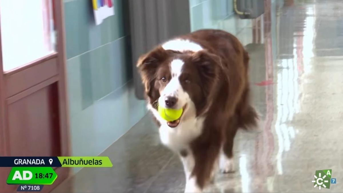 No es una compañera cualquiera: Furia, la Border Collie que ayuda a los niños a confiar y trabajar en equipo en un colegio de Granada