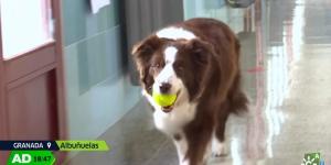 No es una compañera cualquiera: Furia, la Border Collie que ayuda a los niños a confiar y trabajar en equipo en un colegio de Granada