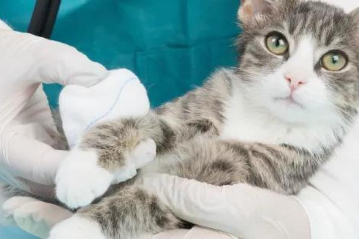 ¿Se puede usar agua oxigenada en gatos?