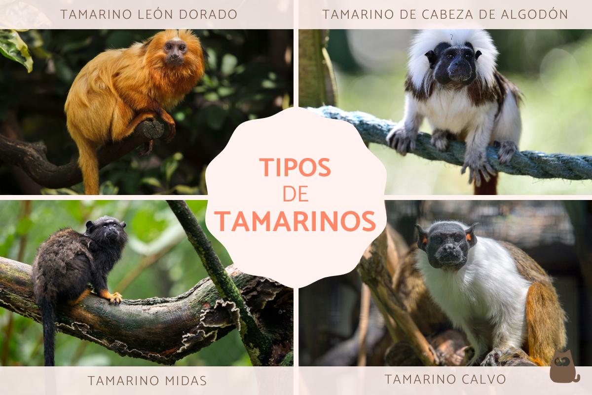 Tamarinos: qué son y características