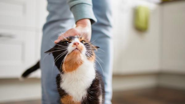 Hablarle a tu gato como a un bebé sí tiene un efecto real: lo confirma la ciencia - Tu gato sí sabe cuándo le estás hablando, según la ciencia