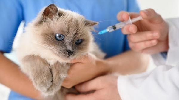 La Comisión Europea confirma el nuevo reglamento para mascotas: certificados sanitarios y pasaporte hasta 2028 - Aprobados los requisitos para que los animales de compañía viajen por Europa