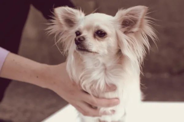 debo alimentar o pasear a mi perro primero en la mañana