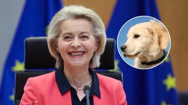 La Comisión Europea confirma el nuevo reglamento para mascotas: certificados sanitarios y pasaporte hasta 2028