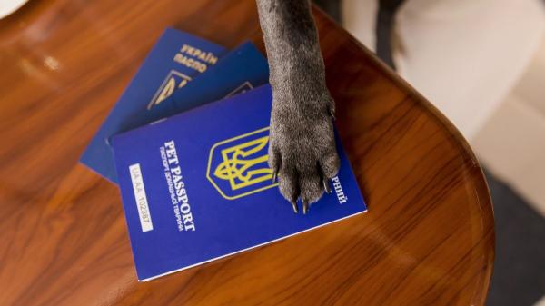 La Comisión Europea confirma el nuevo reglamento para mascotas: certificados sanitarios y pasaporte hasta 2028 - La Comisión Europea fija el calendario: nuevos pasaportes de mascotas en 2028 y cambios previos en 2026
