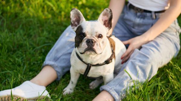 Un nuevo tratamiento podría ayudar a los perros braquicéfalos a respirar mejor sin pasar por el quirófano: los resultados son esperanzadores - El problema respiratorio que afecta a miles de perros braquicéfalos