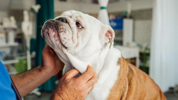 Un nuevo tratamiento podría ayudar a los perros braquicéfalos a respirar mejor sin pasar por el quirófano: los resultados son esperanzadores - La base del nuevo tratamiento es la toxina tetánica modificada