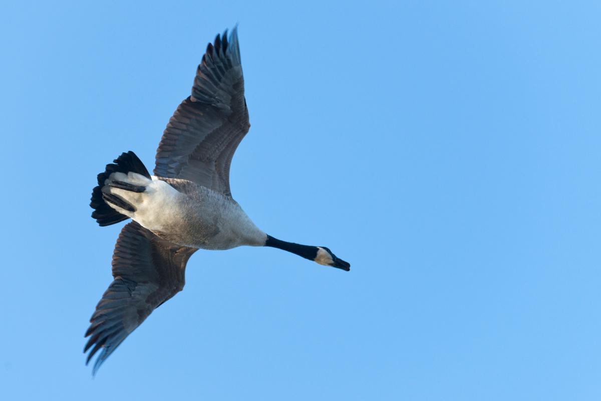 ¿Los gansos vuelan?
