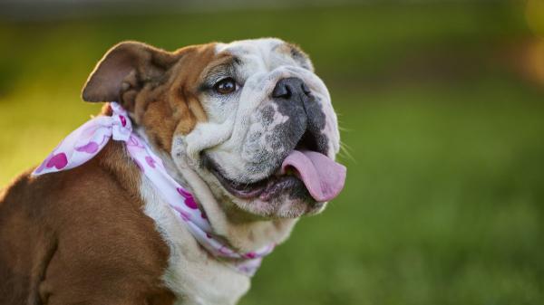 Un nuevo tratamiento podría ayudar a los perros braquicéfalos a respirar mejor sin pasar por el quirófano: los resultados son esperanzadores - Los primeros resultados del tratamiento son esperanzadores, aunque sigue en fase experimental