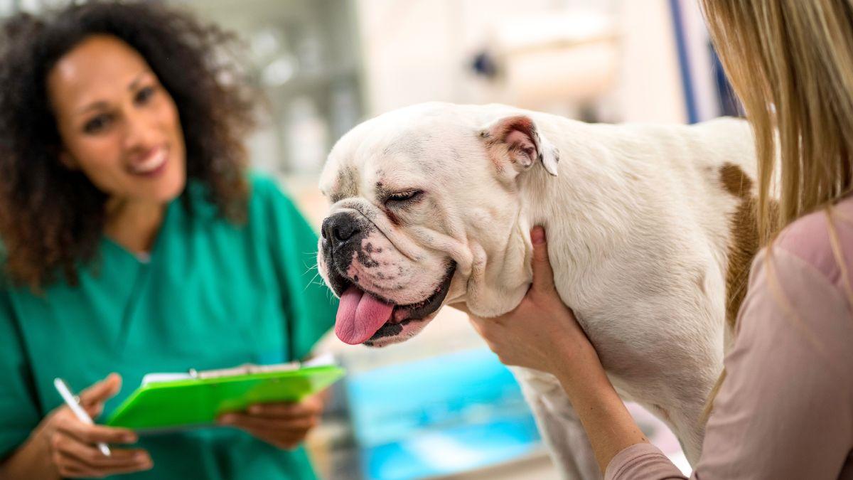 Un nuevo tratamiento podría ayudar a los perros braquicéfalos a respirar mejor sin pasar por el quirófano: los resultados son esperanzadores
