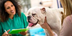 Un nuevo tratamiento podría ayudar a los perros braquicéfalos a respirar mejor sin pasar por el quirófano: los resultados son esperanzadores
