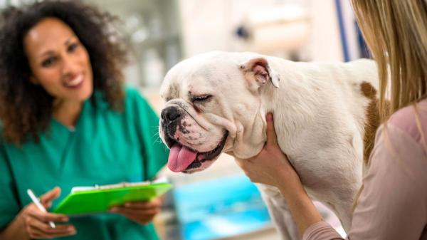 Un nuevo tratamiento podría ayudar a los perros braquicéfalos a respirar mejor sin pasar por el quirófano: los resultados son esperanzadores