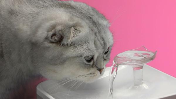 “Muchos gatos prefieren el agua en movimiento”: cómo las fuentes pueden ayudarles a beber más en verano - El origen histórico del gato hace que beba menos agua de lo que debería 
