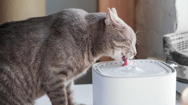 “Muchos gatos prefieren el agua en movimiento”: cómo las fuentes pueden ayudarles a beber más en verano - Las fuentes de agua ayudan a que los gatos beban más 