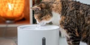 “Muchos gatos prefieren el agua en movimiento”: cómo las fuentes pueden ayudarles a beber más en verano