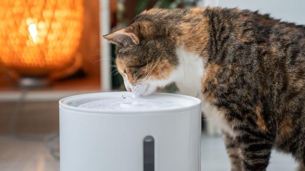 “Muchos gatos prefieren el agua en movimiento”: cómo las fuentes pueden ayudarles a beber más en verano