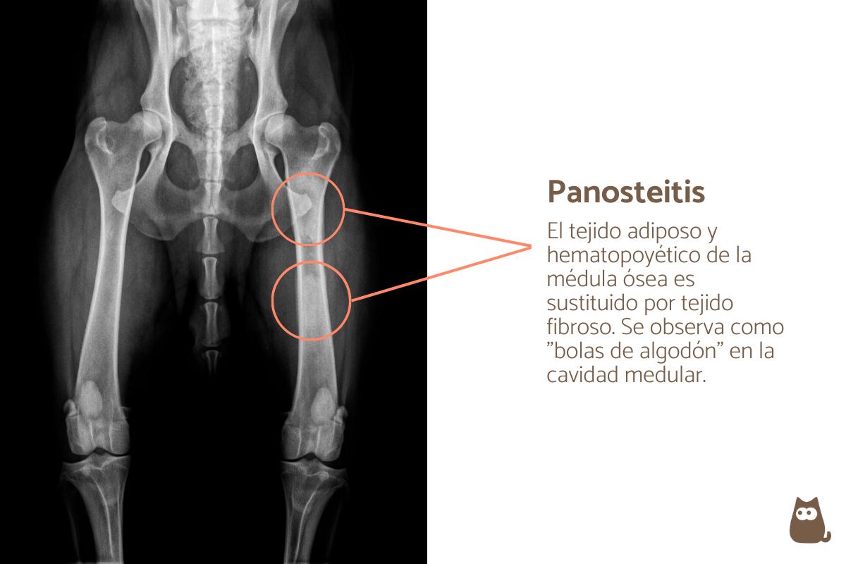 Panosteitis en perros - Síntomas y tratamiento