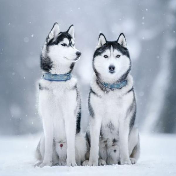Los Huskies Siberianos Son Perros Peligrosos
