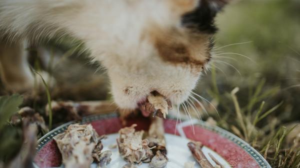 Tres alimentos que probablemente tengas en casa este verano y que pueden ser peligrosos para tu gato - Barbacoas y gatos: el riesgo de los huesos, las salsas y las sobras