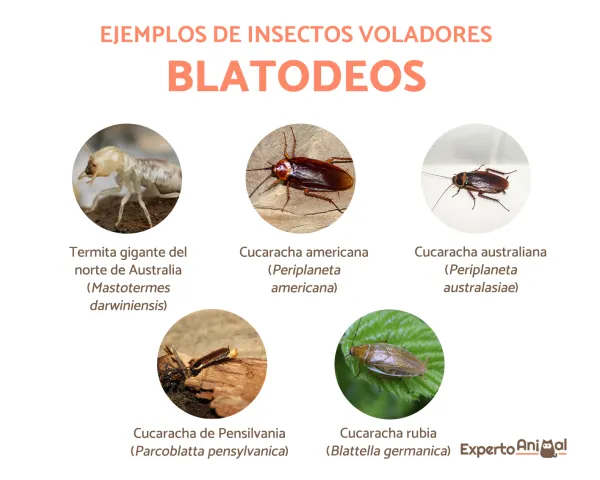 Huaricho Insecto Cuadro De Identificación De Insectos Voladores Tipos De Hormigas