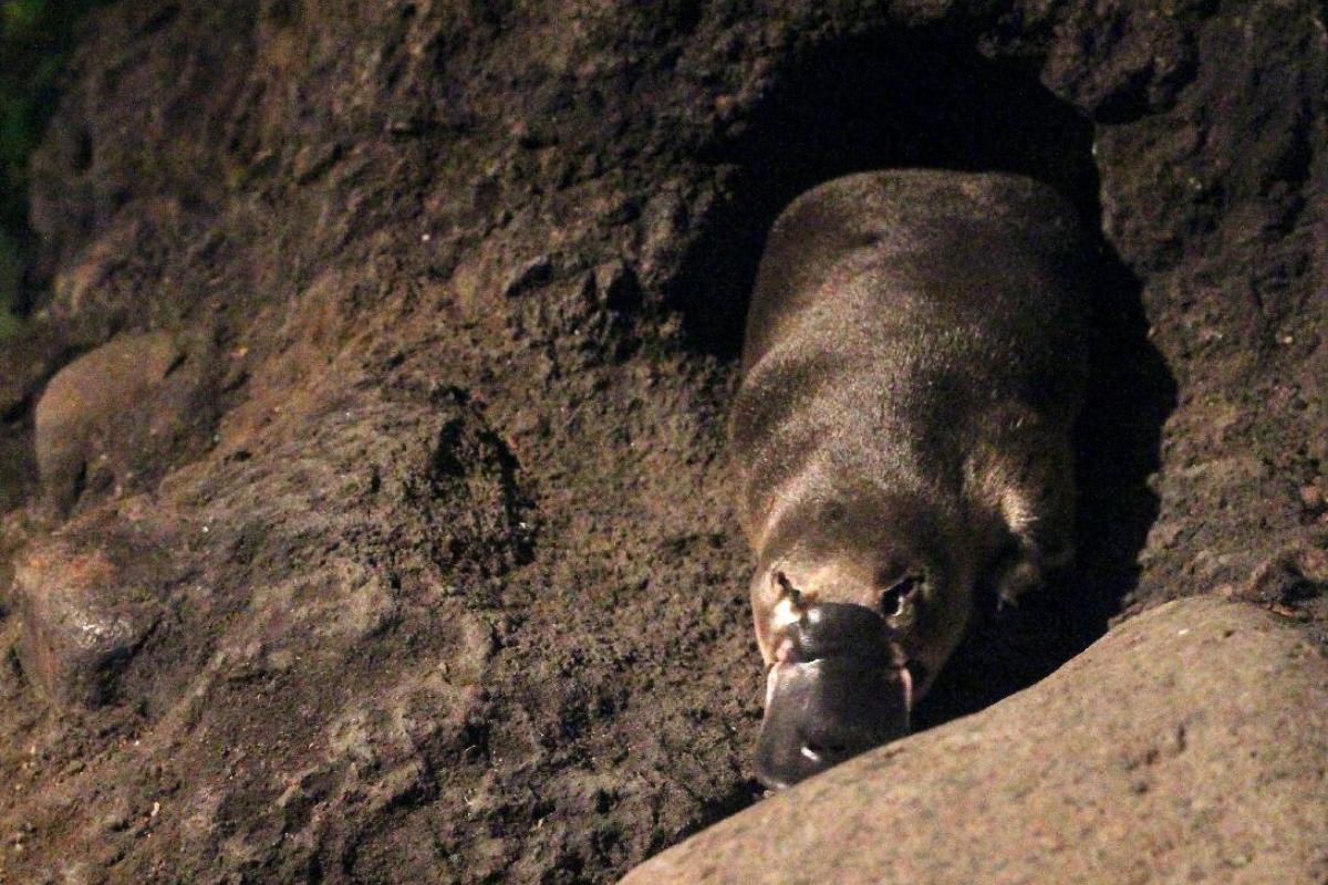 ¿El ornitorrinco es un mamífero?