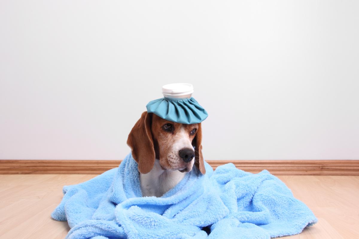 Mi perro hace como que traga saliva constantemente - Causas