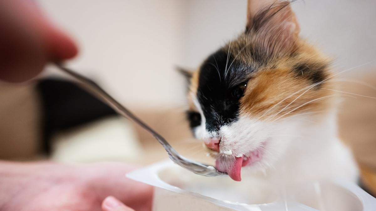 Tres alimentos que probablemente tengas en casa este verano y que pueden ser peligrosos para tu gato