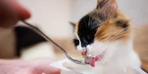 Tres alimentos que probablemente tengas en casa este verano y que pueden ser peligrosos para tu gato