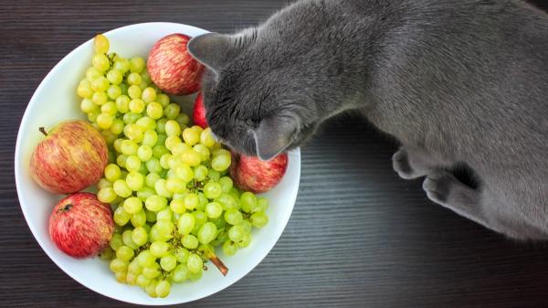 Tres alimentos que probablemente tengas en casa este verano y que pueden ser peligrosos para tu gato - Uvas, pasas y aguacate: las frutas con las que debes tener cuidado si tienes gato