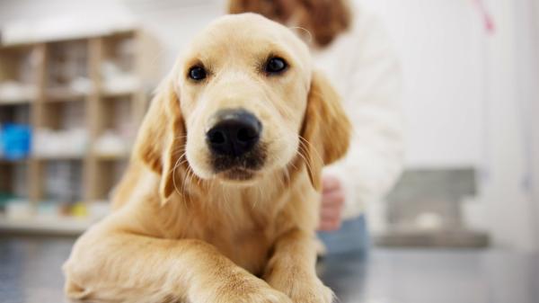 La Ley de Bienestar Animal lo deja claro: el DNI para perros y gatos no es obligatorio, pero el microchip sí - El microchip y el pasaporte europeo son obligatorios para todas las mascotas