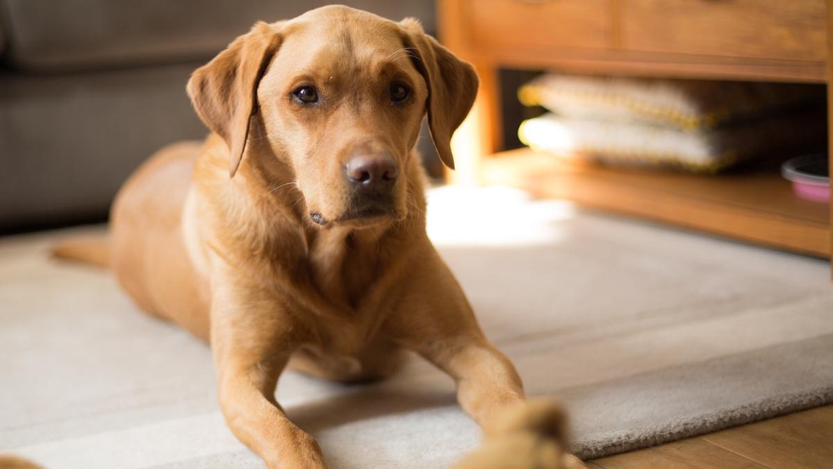 La Ley de Bienestar Animal lo deja claro: el DNI para perros y gatos no es obligatorio, pero el microchip sí