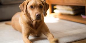 La Ley de Bienestar Animal lo deja claro: el DNI para perros y gatos no es obligatorio, pero el microchip sí
