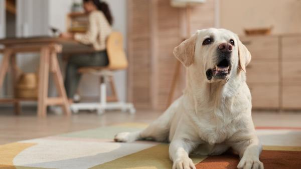 La Ley de Bienestar Animal lo deja claro: el DNI para perros y gatos no es obligatorio, pero el microchip sí - Los animales no tienen una tarjeta de identificación obligatoria