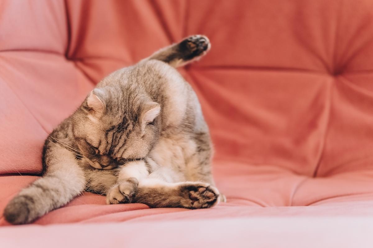 ¿Por qué mi gato arrastra el ano?