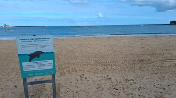 Un delfín se acerca a los bañistas en una playa de San Juan de Luz y protagoniza una escena inesperada: “Qué momento tan increíble” - Por qué no debes intentar nadar, tocar o jugar con un delfín salvaje