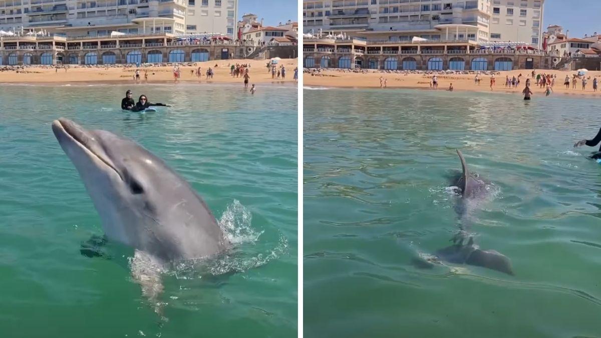 Un delfín se acerca a los bañistas en una playa de San Juan de Luz y protagoniza una escena inesperada: “Qué momento tan increíble”