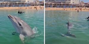 Un delfín se acerca a los bañistas en una playa de San Juan de Luz y protagoniza una escena inesperada: “Qué momento tan increíble”