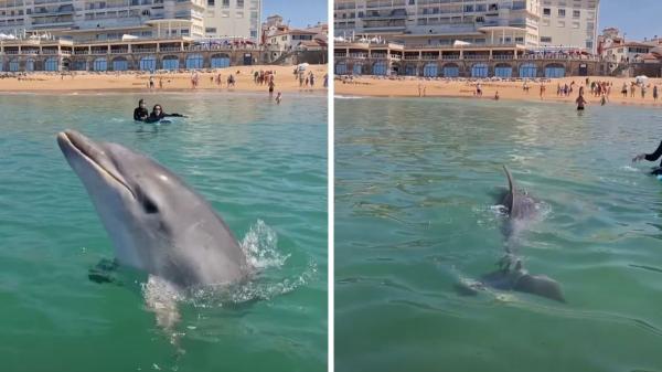 Un delfín se acerca a los bañistas en una playa de San Juan de Luz y protagoniza una escena inesperada: “Qué momento tan increíble”
