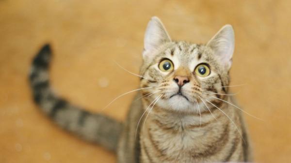 Pilar Guerrero, veterinaria: “Los gatos más equilibrados no son los que viven con los tutores que más los vigilan, sino con los que respetan su espacio” - La razón por la que la etóloga segura que estar tan encima del gato no ayuda